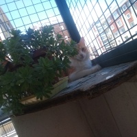 Tekir Kedi, Kedi  Papatya &Minik fotoğrafı