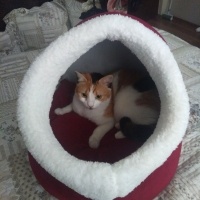 Tekir Kedi, Kedi  Papatya &Minik fotoğrafı