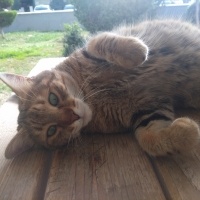 Tekir Kedi, Kedi  Papatya &Minik fotoğrafı