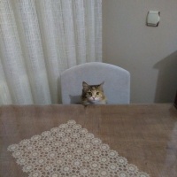 Tekir Kedi, Kedi  Papatya &Minik fotoğrafı