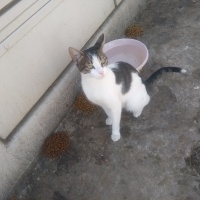 Tekir Kedi, Kedi  Papatya &Minik fotoğrafı