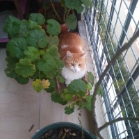 Tekir Kedi, Kedi  Papatya &Minik fotoğrafı