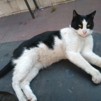 Tekir Kedi, Kedi  Papatya &Minik fotoğrafı