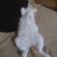 Tekir Kedi, Kedi  Papatya &Minik fotoğrafı