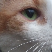 Tekir Kedi, Kedi  Papatya &Minik fotoğrafı