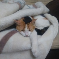 Tekir Kedi, Kedi  Papatya &Minik fotoğrafı