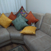 Tekir Kedi, Kedi  Papatya &Minik fotoğrafı
