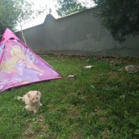 Tekir Kedi, Kedi  Papatya &Minik fotoğrafı