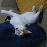 Tekir Kedi, Kedi  Papatya &Minik fotoğrafı