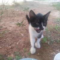 Tekir Kedi, Kedi  Papatya &Minik fotoğrafı
