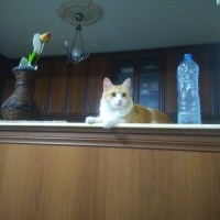 Tekir Kedi, Kedi  Papatya &Minik fotoğrafı