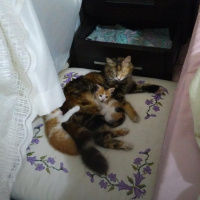 Tekir Kedi, Kedi  Papatya &Minik fotoğrafı