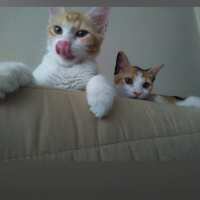 Tekir Kedi, Kedi  Papatya &Minik fotoğrafı