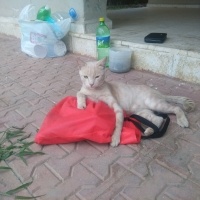 Tekir Kedi, Kedi  Papatya &Minik fotoğrafı