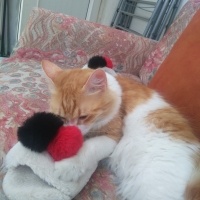 Tekir Kedi, Kedi  Papatya &Minik fotoğrafı