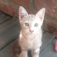 Tekir Kedi, Kedi  Papatya &Minik fotoğrafı