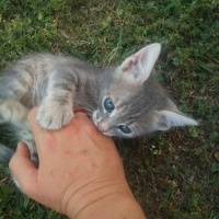 Tekir Kedi, Kedi  Papatya &Minik fotoğrafı