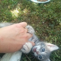 Tekir Kedi, Kedi  Papatya &Minik fotoğrafı