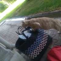 Tekir Kedi, Kedi  Papatya &Minik fotoğrafı