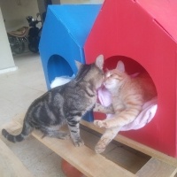 Tekir Kedi, Kedi  Papatya &Minik fotoğrafı