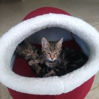 Tekir Kedi, Kedi  Papatya &Minik fotoğrafı