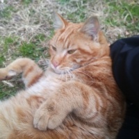 Tekir Kedi, Kedi  Papatya &Minik fotoğrafı
