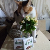 Tekir Kedi, Kedi  Papatya &Minik fotoğrafı