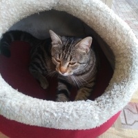 Tekir Kedi, Kedi  Papatya &Minik fotoğrafı