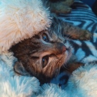 Tekir Kedi, Kedi  Papatya &Minik fotoğrafı