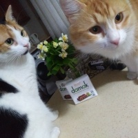 Tekir Kedi, Kedi  Papatya &Minik fotoğrafı