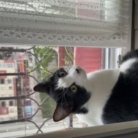 Soke, Kedi  Miya fotoğrafı