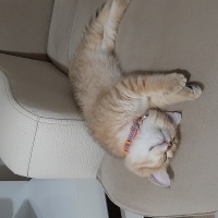 British Shorthair, Kedi  CESUR fotoğrafı