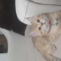 British Shorthair, Kedi  CESUR fotoğrafı