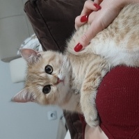 British Shorthair, Kedi  CESUR fotoğrafı