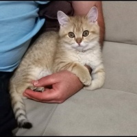 British Shorthair, Kedi  CESUR fotoğrafı