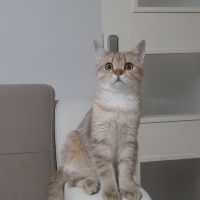 British Shorthair, Kedi  CESUR fotoğrafı