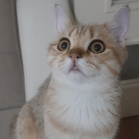 British Shorthair, Kedi  CESUR fotoğrafı