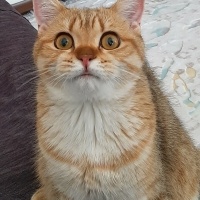 British Shorthair, Kedi  CESUR fotoğrafı
