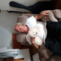 Alman Kısa Tüylü Pointer, Köpek  Apollon fotoğrafı