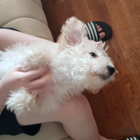 Alman Kısa Tüylü Pointer, Köpek  Apollon fotoğrafı