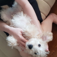 Alman Kısa Tüylü Pointer, Köpek  Apollon fotoğrafı