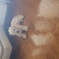 Alman Kısa Tüylü Pointer, Köpek  Apollon fotoğrafı