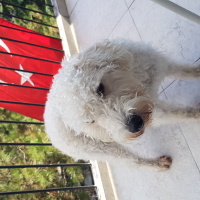 Alman Kısa Tüylü Pointer, Köpek  Apollon fotoğrafı