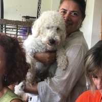 Alman Kısa Tüylü Pointer, Köpek  Apollon fotoğrafı