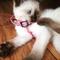 Chinchilla, Kedi  Lola fotoğrafı
