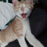 Tekir Kedi, Kedi  Yumak fotoğrafı