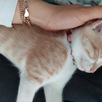 Tekir Kedi, Kedi  Yumak fotoğrafı