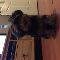 Yorkshire Terrier, Köpek  Paşa fotoğrafı