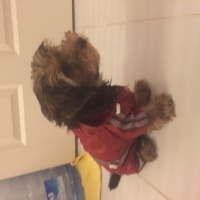 Yorkshire Terrier, Köpek  Paşa fotoğrafı