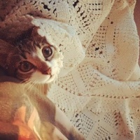 Tekir Kedi, Kedi  Luna fotoğrafı
